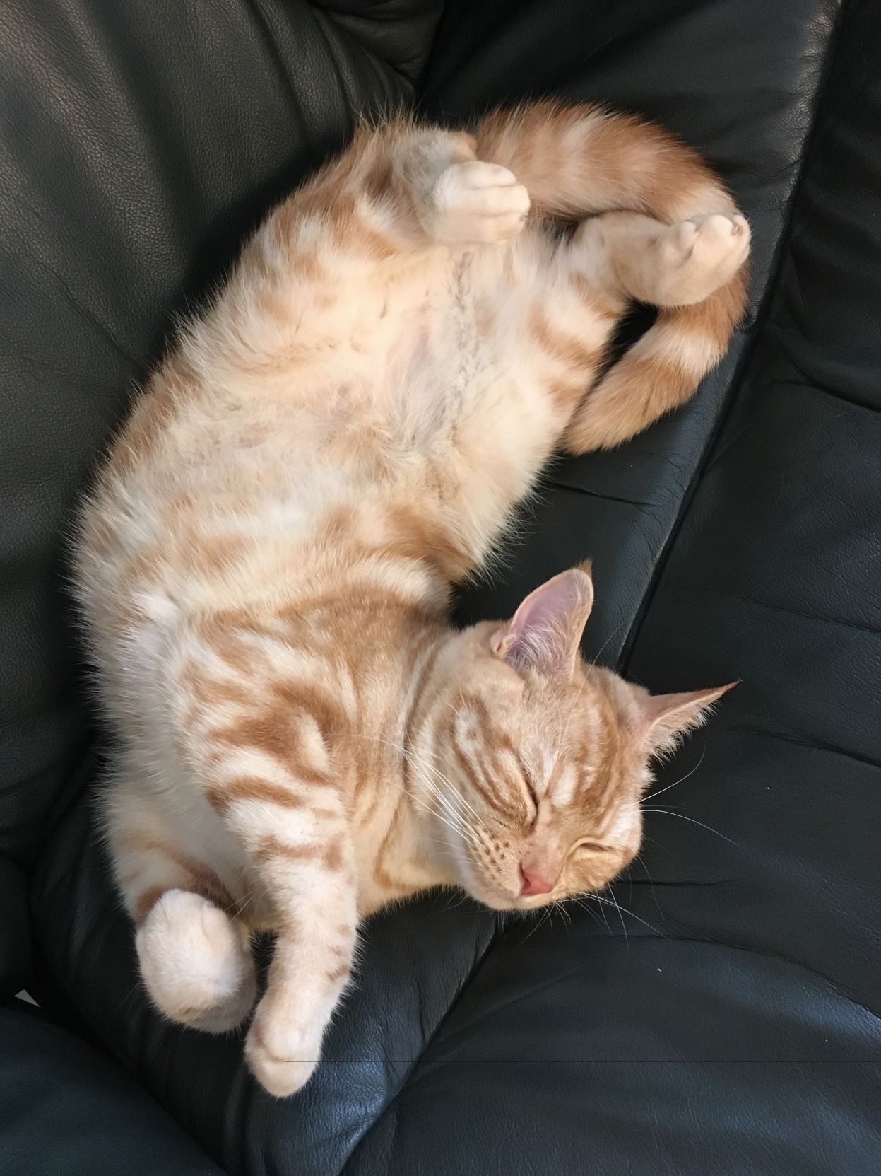 Ginger